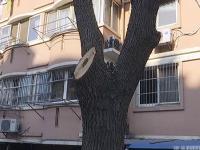 修剪变