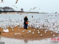 河北“海鸥妈妈”每天自费喂食千只海鸥