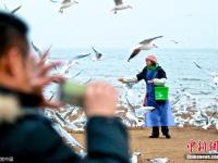 河北“海鸥妈妈”每天自费喂食千只海鸥