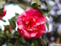 春至宝庆花绽放