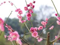 【醉美邵阳】早春赏花好时节