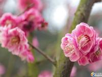 【醉美邵阳】早春赏花好时节