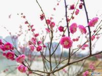 【醉美邵阳】早春赏花好时节