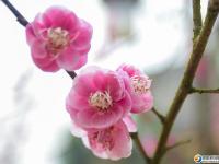 【醉美邵阳】早春赏花好时节