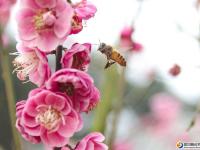 【醉美邵阳】早春赏花好时节