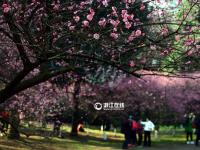 杭州灵峰梅花进入最佳观赏期 市民蜂拥赏景