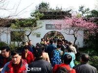 杭州灵峰梅花进入最佳观赏期 市民蜂拥赏景