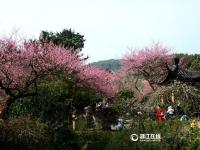 杭州灵峰梅花进入最佳观赏期 市民蜂拥赏景