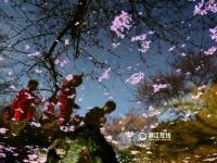 杭州灵峰梅花进入最佳观赏期 市民蜂拥赏景