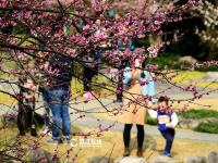 杭州灵峰梅花进入最佳观赏期 市民蜂拥赏景