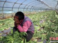 云南蔬菜滞销 菜农痛心砍掉上千吨蔬菜