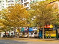 深圳进入“假春天” 街头现秋色美景