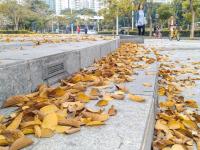 深圳进入“假春天” 街头现秋色美景