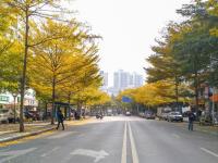 深圳进入“假春天” 街头现秋色美景