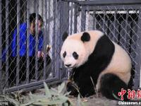 旅美大熊猫