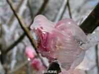 春寒料峭 庐山现雨凇和雾凇美景