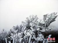 广东连山县金子山再降春雪现奇特冰桂