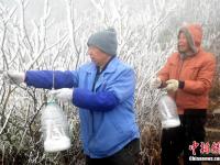 广东连山县金子山再降春雪现奇特冰桂