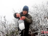 广东连山县金子山再降春雪现奇特冰桂