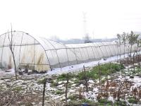 河南大雪压塌大棚 4万多盆多肉植物被埋