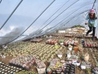 河南大雪压塌大棚 4万多盆多肉植物被埋