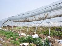 河南大雪压塌大棚 4万多盆多肉植物被埋