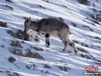 河西走廊现濒危物种岩羊 雪后觅食萌态十足