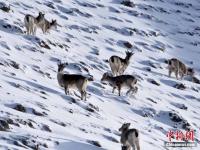 河西走廊现濒危物种岩羊 雪后觅食萌态十足
