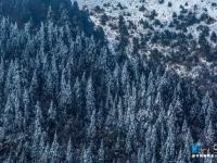 航拍神农架林区雪后初霁 原始森林玉琢银装
