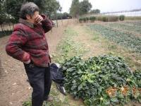 陕西周至菠菜滞销 100公斤才卖26元