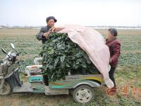 陕西周至菠菜滞销 100公斤才卖26元
