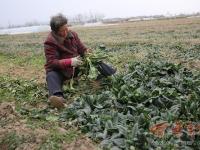 陕西周至菠菜滞销 100公斤才卖26元
