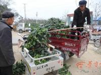 陕西周至菠菜滞销 100公斤才卖26元