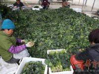 陕西周至菠菜滞销 100公斤才卖26元