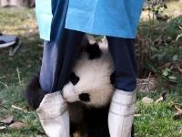 大熊猫“奇一”抱大腿成网红 萌翻众粉丝