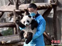 大熊猫“奇一”抱大腿成网红 萌翻众粉丝