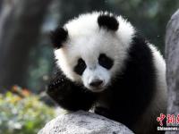 大熊猫“奇一”抱大腿成网红 萌翻众粉丝