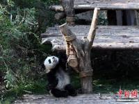 大熊猫“奇一”抱大腿成网红 萌翻众粉丝