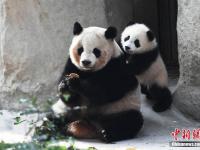 大熊猫“奇一”抱大腿成网红 萌翻众粉丝