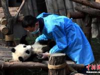 大熊猫“奇一”抱大腿成网红 萌翻众粉丝