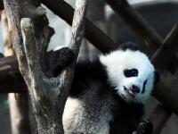 大熊猫“奇一”抱大腿成网红 萌翻众粉丝