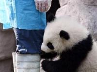 大熊猫“奇一”抱大腿成网红 萌翻众粉丝