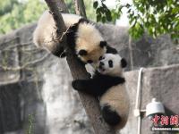 大熊猫“奇一”抱大腿成网红 萌翻众粉丝