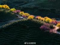 福建茶园15万株樱花齐绽放 美得令人心醉