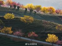 福建茶园15万株樱花齐绽放 美得令人心醉