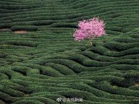 福建茶园15万株樱花齐绽放 美得令人心醉
