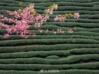 福建茶园15万株樱花齐绽放 美得令人心醉