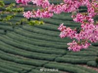 福建茶园15万株樱花齐绽放 美得令人心醉