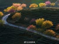 福建茶园15万株樱花齐绽放 美得令人心醉