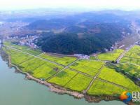 隆回沙坪：千亩花海醉游人